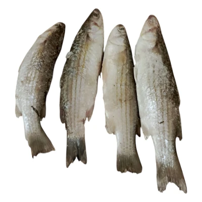 سمك بياح 
× 10 كغم 